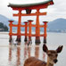  The great Torii and deer