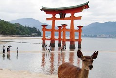 the great Torii and deer
