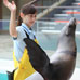 Spectacle d'otaries