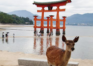 Biche devant le Torii