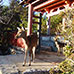 Biches sur les marches du Sanctuaire Miyama-jinja