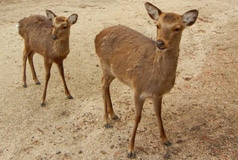 Cerfs Sika