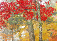 Erables momiji ©広島大学大学院理学研究科附属宮島自然植物実験所