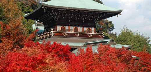 Erables momiji au temple Daisho-in