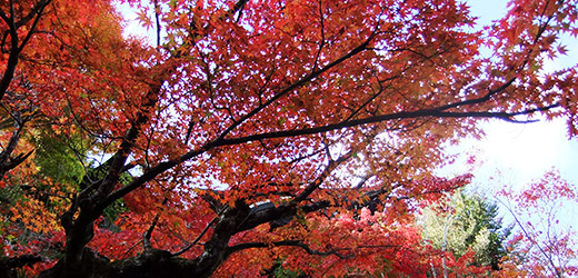 L'Automne au Temple Daisho-in