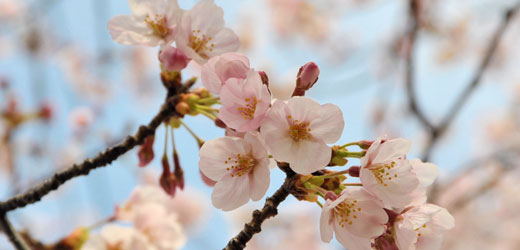 Sakura : cerisier en fleur