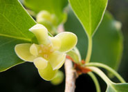 Matsu busa ©広島大学大学院理学研究科附属宮島自然植物実験所