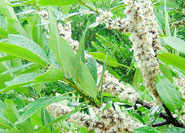 Mimizubai ©広島大学大学院理学研究科附属宮島自然植物実験所