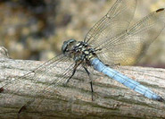 Libellule de Miyajima