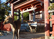 Miyama