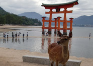 Torii flottant et biche