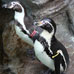 Penguins