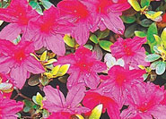 Rhododendron Reticulatum