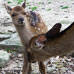 Sentier Asebi - Faon et biche dans le Parc Omoto