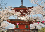Les sakura de Tahoto