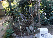 Shakujo no ume