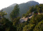 Forêt primitive