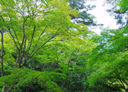 Feuillage vert tendre ©広島大学大学院理学研究科附属宮島自然植物実験所