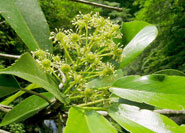 Yamaguruma ©広島大学大学院理学研究科附属宮島自然植物実験所