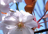 Yamazakura ©広島大学大学院理学研究科附属宮島自然植物実験所