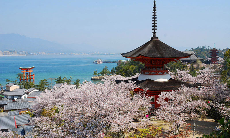 cherry blossoms